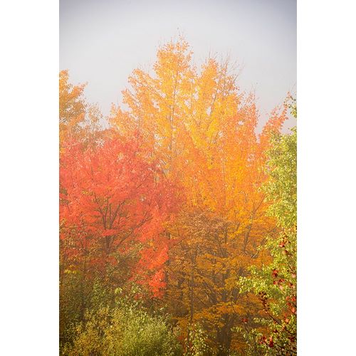 Jones, Allison 아티스트의 USA-New Hampshire-fall foliage north of Whitefield-along Rt 3작품입니다.